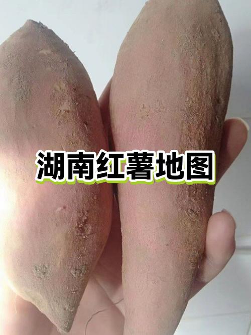 哪里的红薯最好吃缩略图