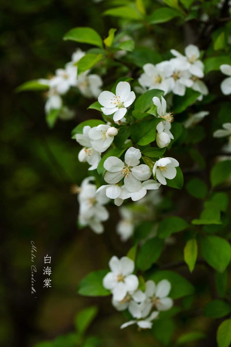 白色的海棠花是什么品种缩略图
