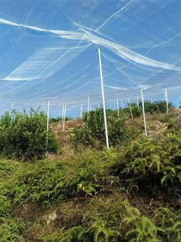 葡萄网缩略图