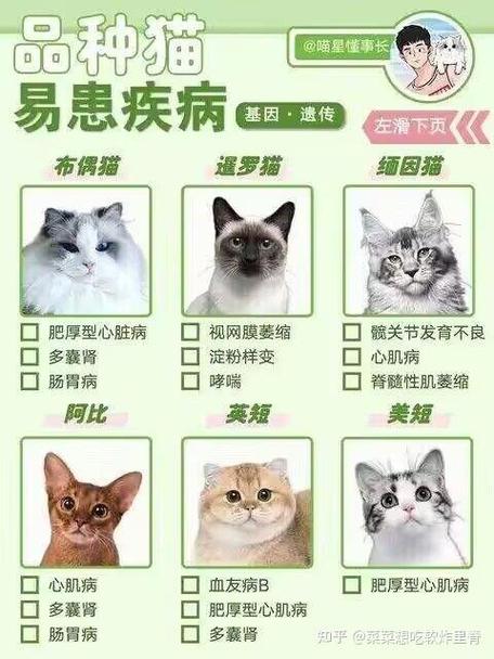 狸花猫12个品种图缩略图
