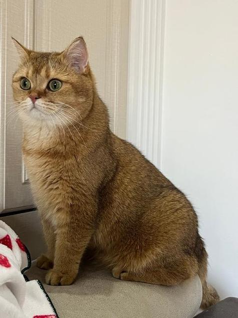 金渐层猫的特点缩略图