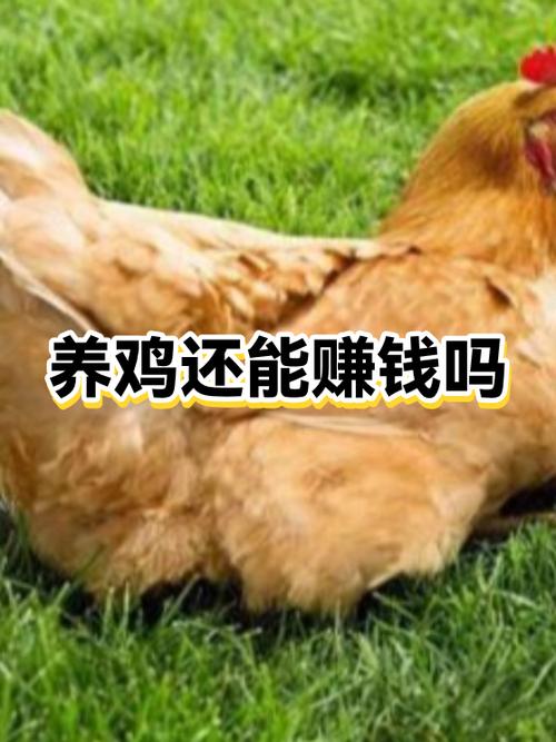 养鸡怎么销售出去缩略图