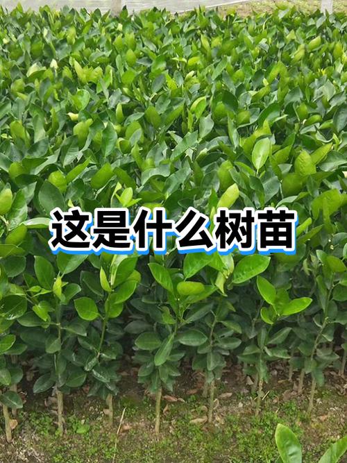 我的世界怎么让树苗快速生长?缩略图