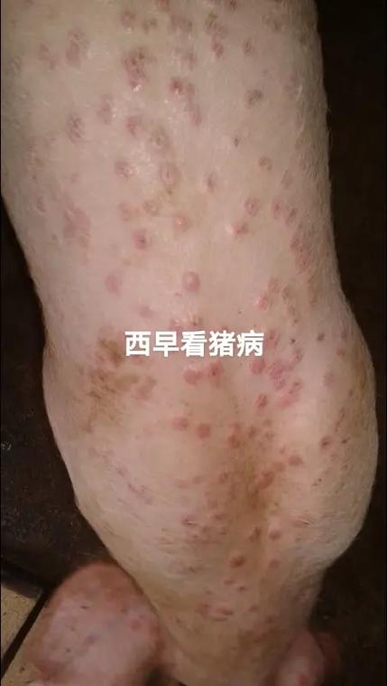 猪病大全及治疗方法缩略图