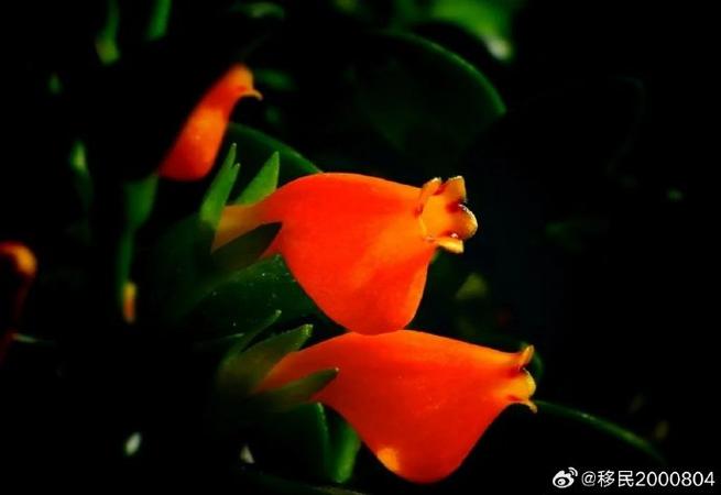 金鱼花一年开几次花缩略图