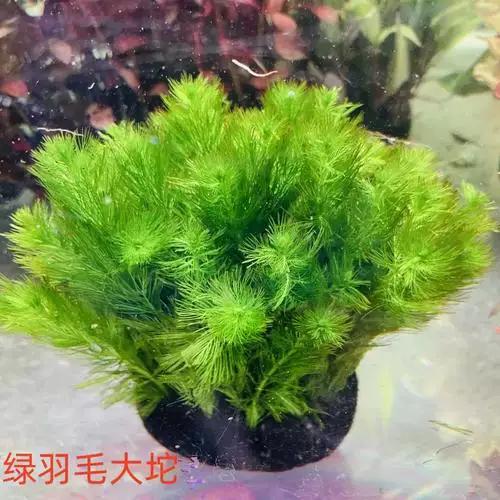 锦鲤缸里放什么水草好游戏截图
