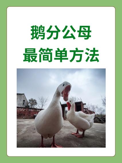 鹅最忌三种属相缩略图