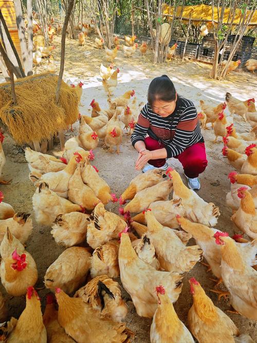 养鸡达人赚钱游戏截图