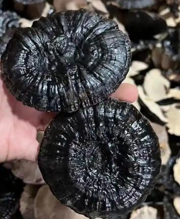 灵芝有抗肿瘤的功效吗缩略图