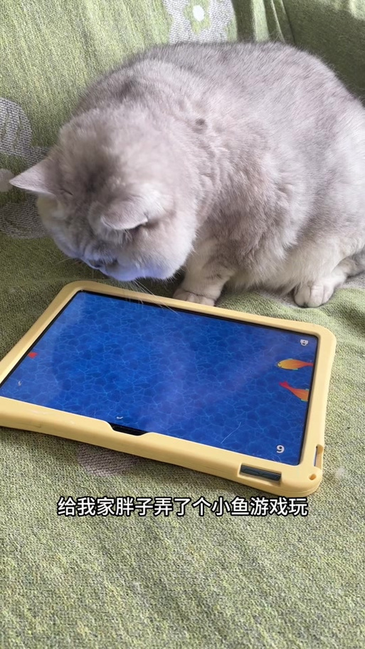 《小猫游戏》抓鱼图标