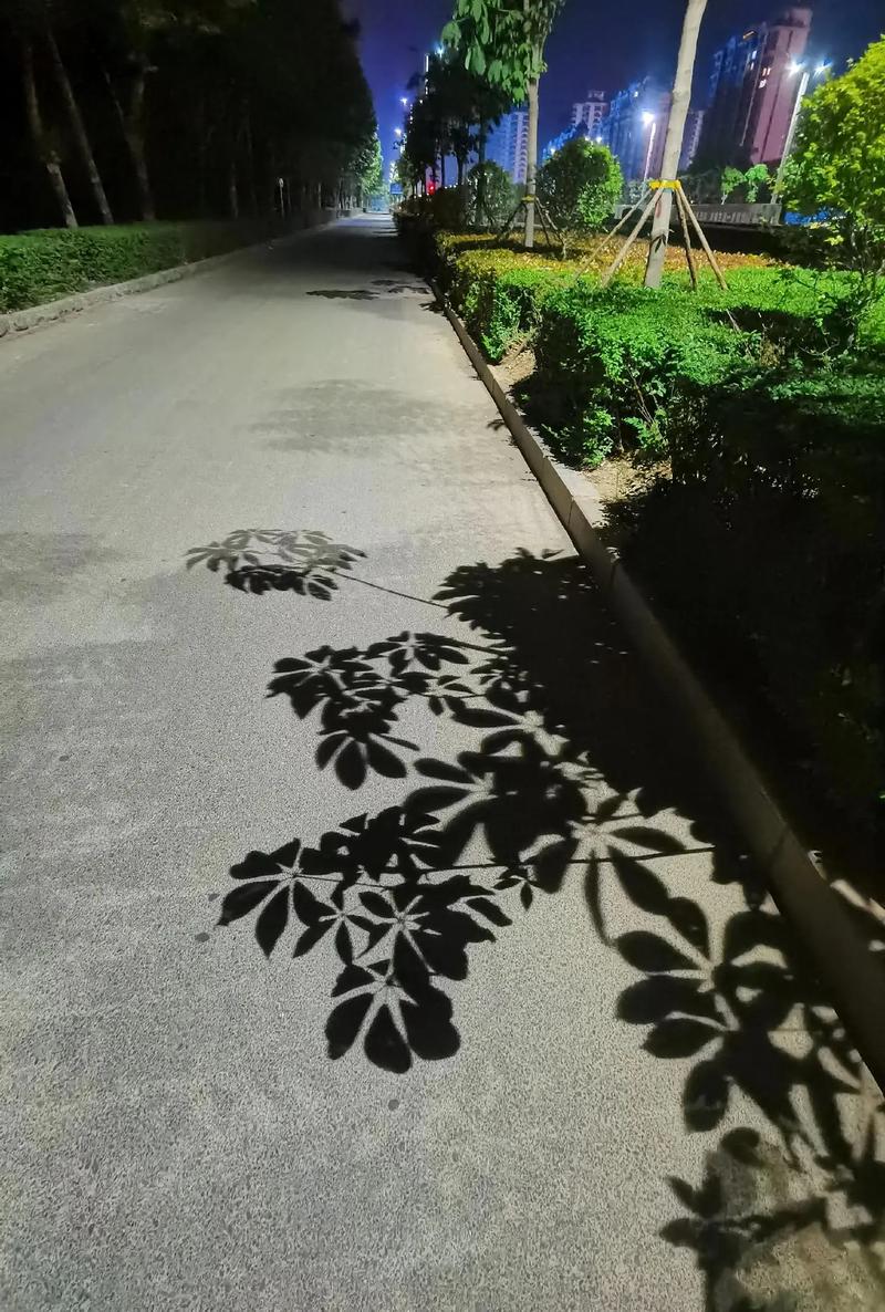 大树影子图片游戏截图