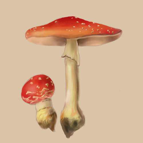 蘑蘑菇菇游戏截图