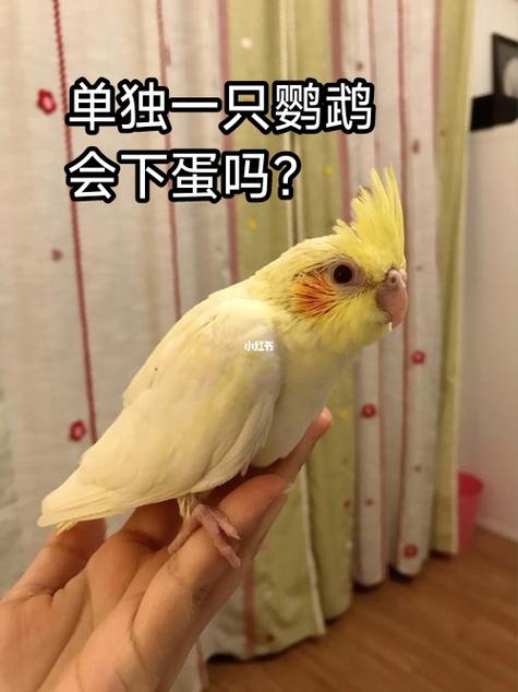 单独一只母鹦鹉会下蛋吗缩略图