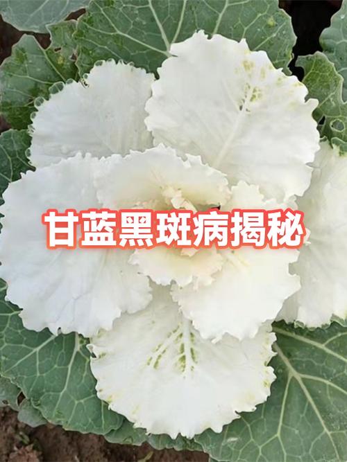 手机屏幕黑斑是什么原因游戏截图