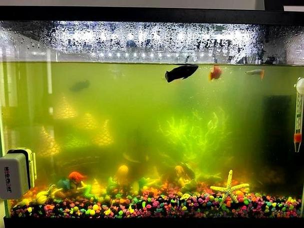 鱼缸水浑浊加什么可以变清澈图标