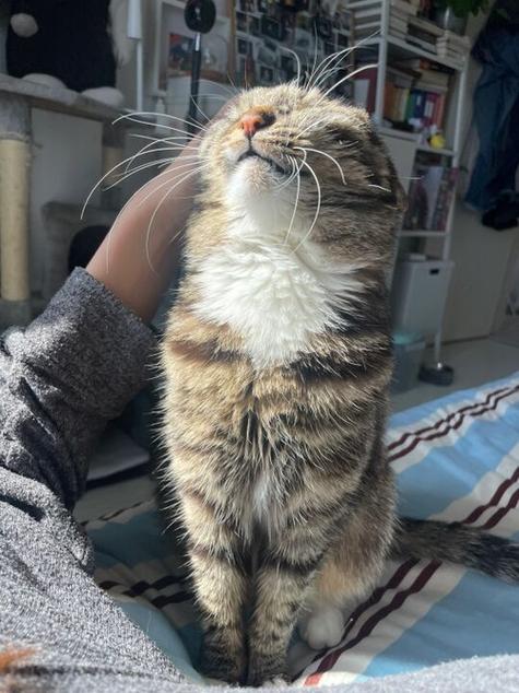猫咪头顶骨头凸起缩略图