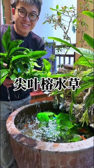 锦鲤鱼缸养什么水草好缩略图