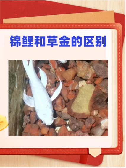锦鲤五行属什么缩略图