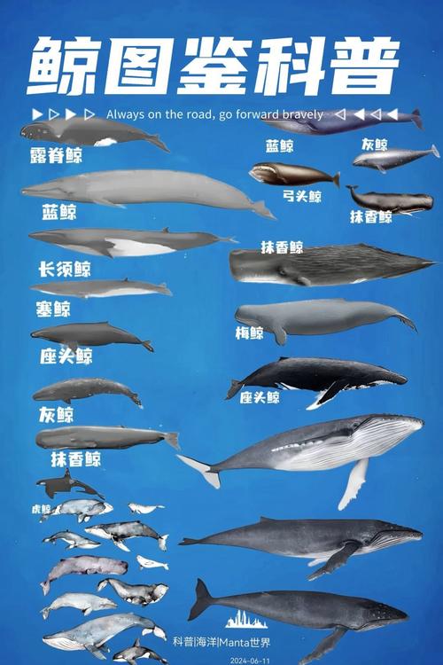 鲸鱼特点游戏截图