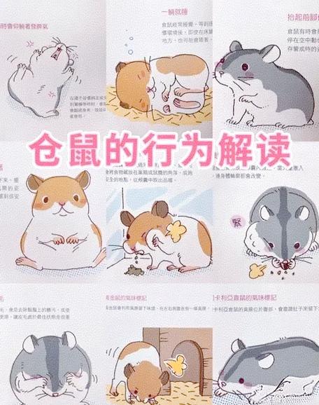 新手养仓鼠的注意事项缩略图