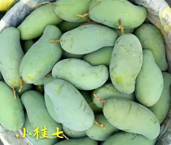 蕉香果缩略图