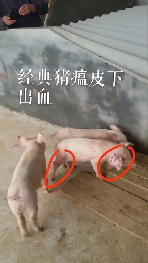 猪瘟的症状和治疗方法缩略图