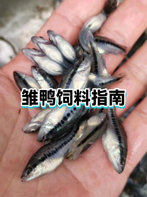 鸭一天喂几次食比较好游戏截图