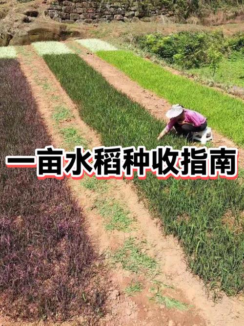 一亩水稻能挣多少钱缩略图