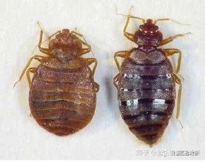 除臭虫最简单的方法游戏截图