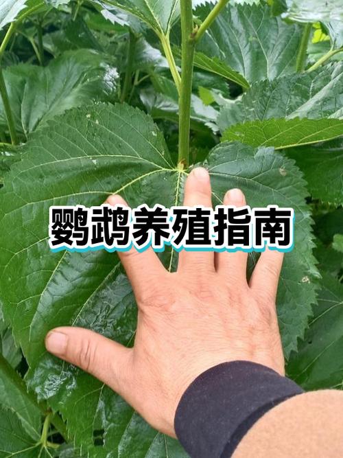 虎皮鹦鹉养几只最好缩略图