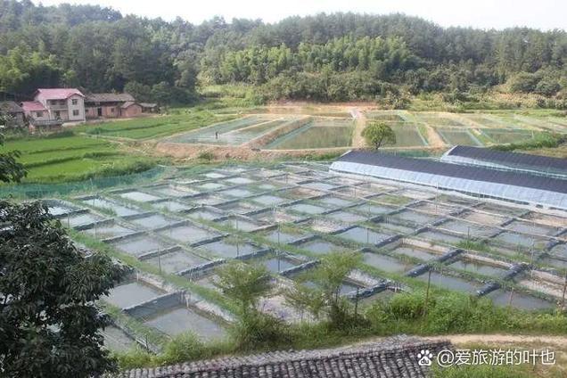 农村养殖致富缩略图