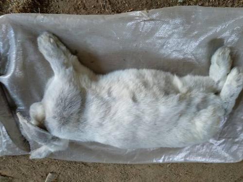 成年兔子突然死亡缩略图