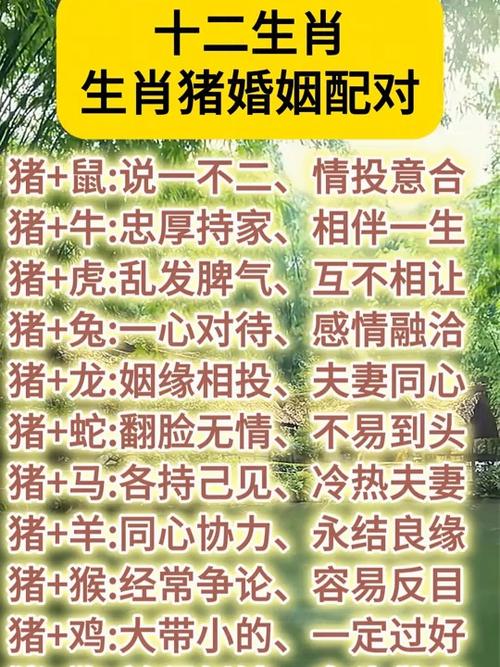 1995属猪的最佳婚配缩略图