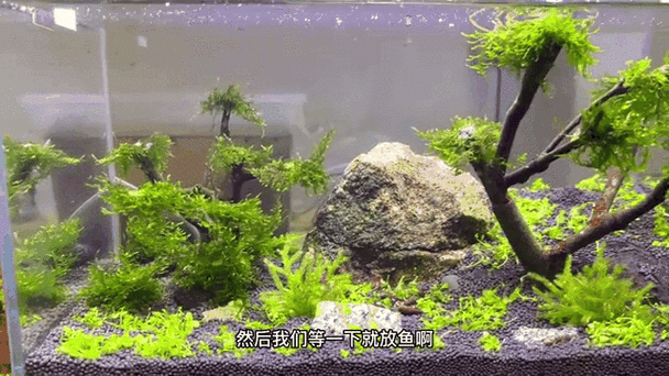 鱼缸晚上不关灯对鱼有影响吗游戏截图
