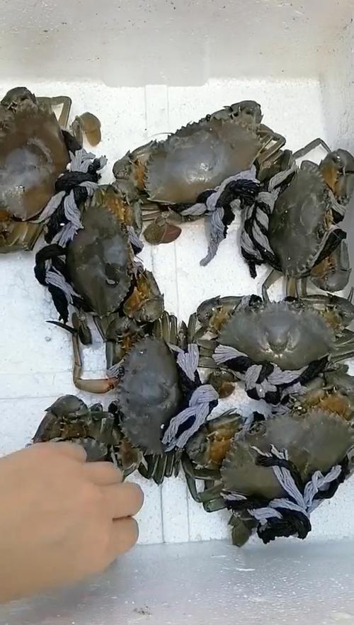 母蟹肚子黑黑的是什么游戏截图