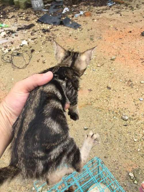 蝴蝶猫图片图标