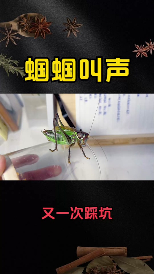 蝈蝈的叫声会变吗缩略图