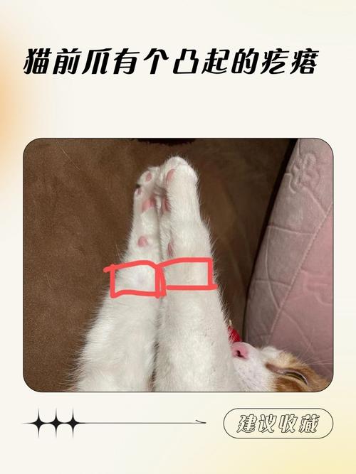 猫前爪有个凸起的疙瘩缩略图