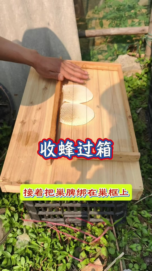 蜜蜂过箱最忌三个东西缩略图