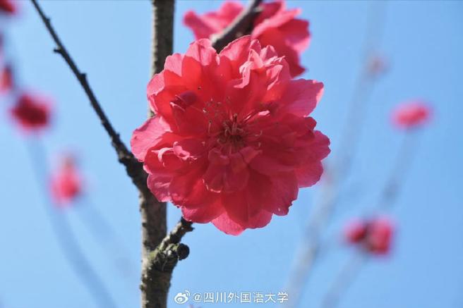 这就是校园里最美的花朵游戏截图