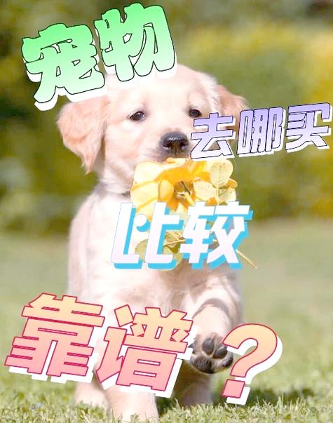 卖狗最靠谱三个平台缩略图