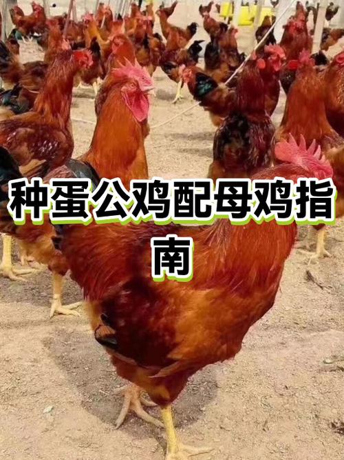 鸡肉熟了是粉红色正常吗缩略图