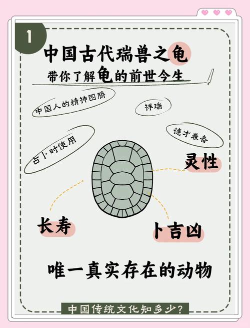 龟的成语大全四个字缩略图