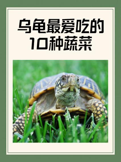 乌龟喜欢吃什么缩略图