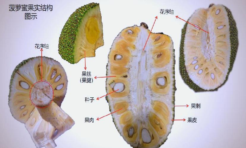 菠萝蜜为什么不甜不脆缩略图