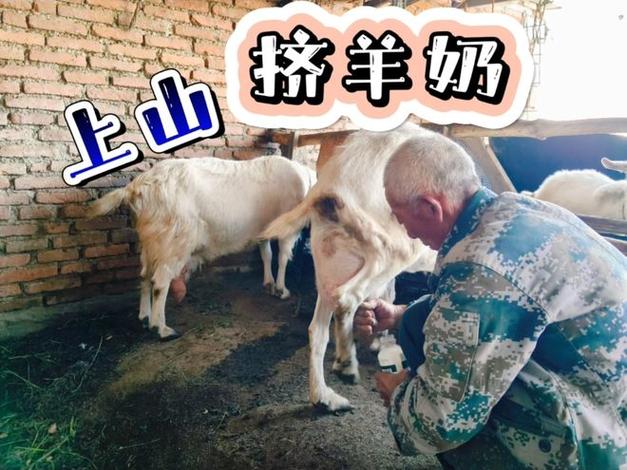 新挤的羊奶怎么处理缩略图