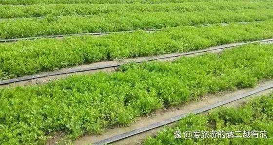 农业致富好项目图标