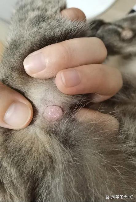 猫前腿肉里长个肉疙瘩缩略图