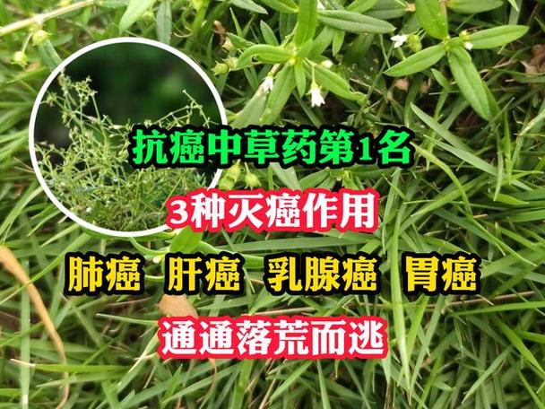 十大抗肿瘤中草药排名缩略图