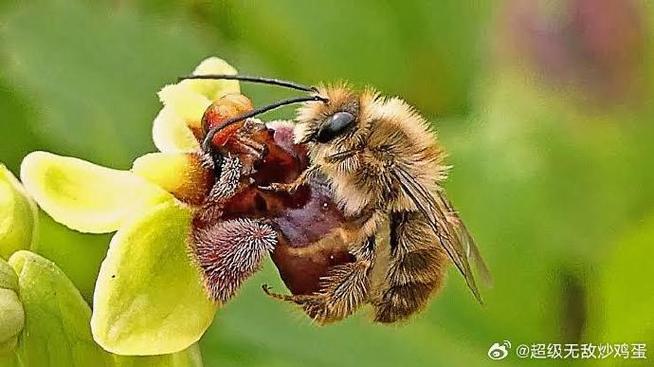 花朵靠蜜蜂传播种子的方法游戏截图